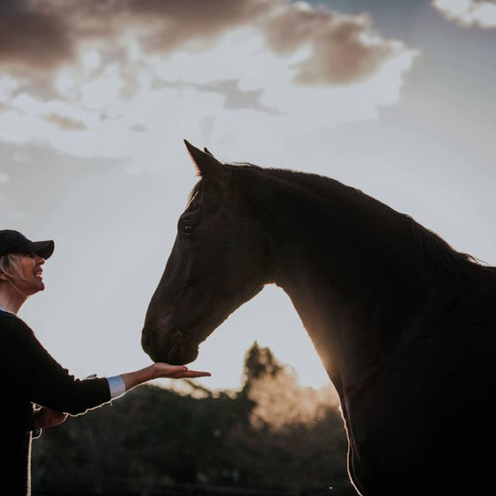 Equine Herbal Medicine - A Multi Faceted Approach to Health and Healing