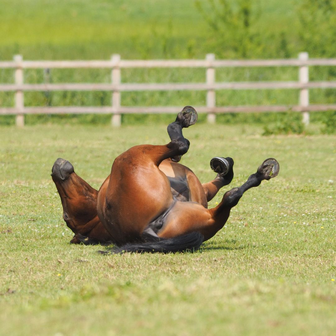 The Power of Herbs For Colic